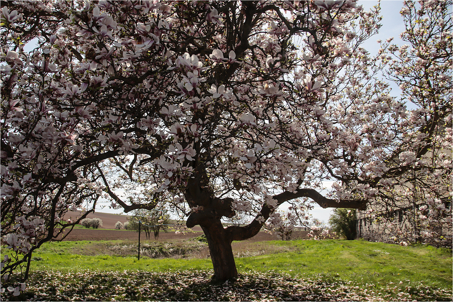 Unter der Magnolie