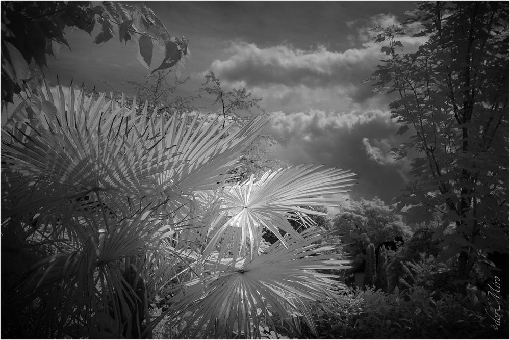 Unter der Palme im fremden Garten