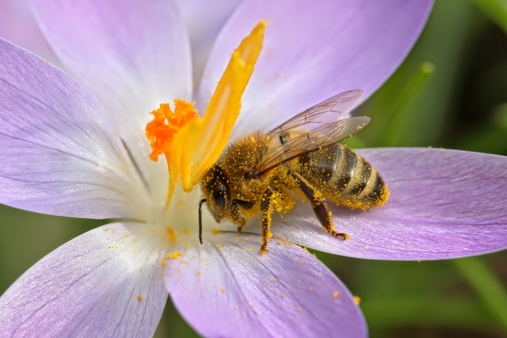 unter der Pollen-Dusche  -  under the poll-shower