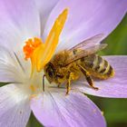 unter der Pollen-Dusche  -  under the poll-shower