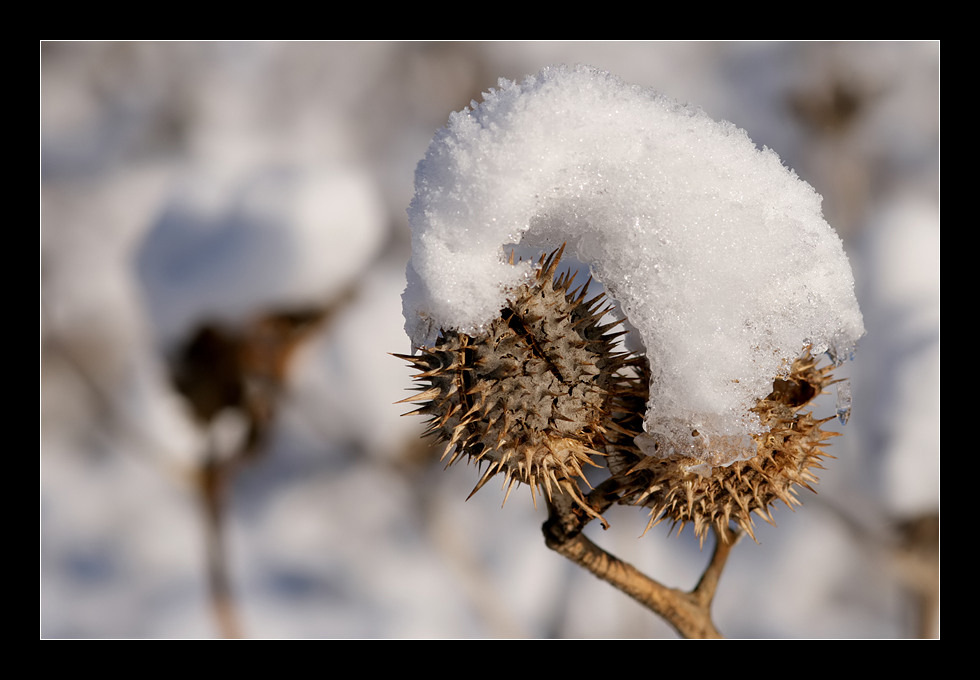 ... unter der Schneehaube ...