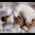 ... unter der Schneehaube ...