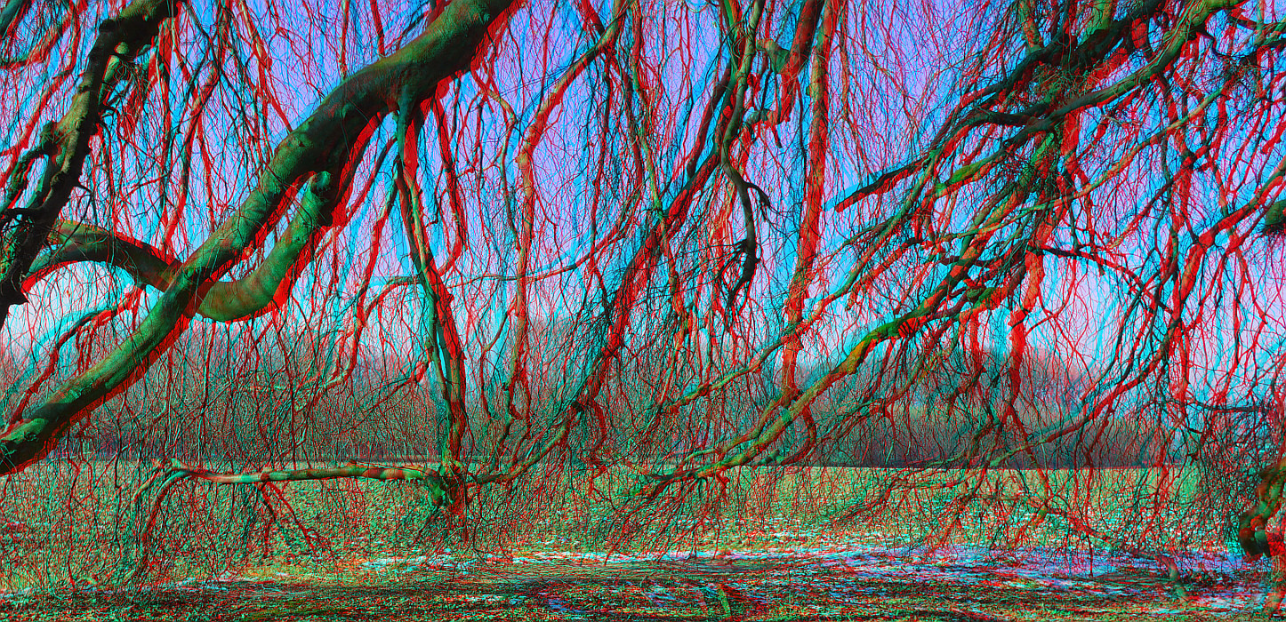 Unter der Trauerbuche (3D-Bild für Rot/Cyan Brille)