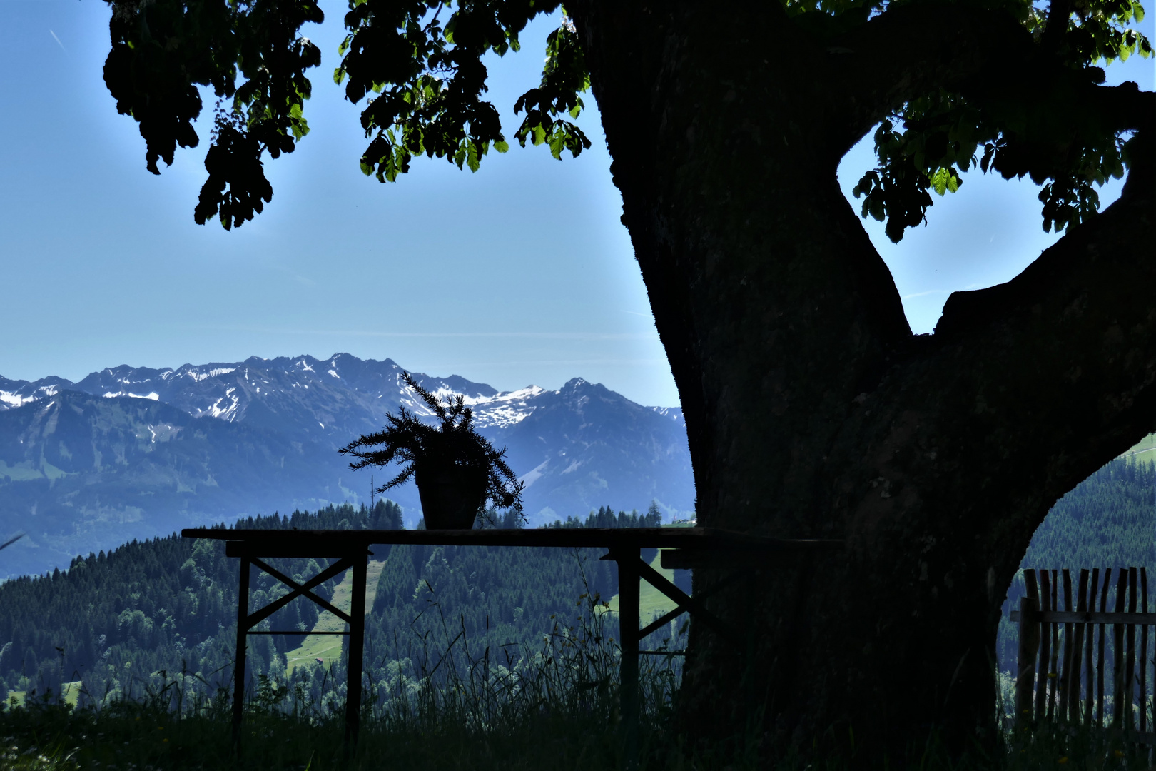 Unter der uralten Kastanie auf der Dürrehorn Alpe