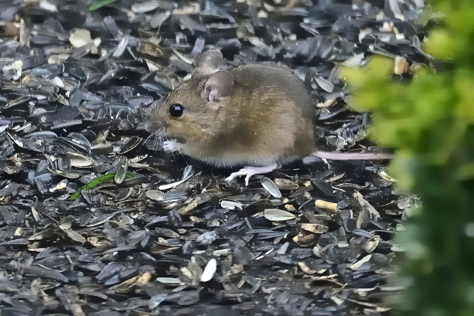 Unter der Vogelfutterstelle