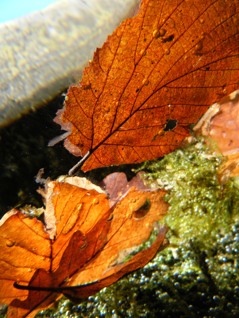 Unter der Wasseroberfläche