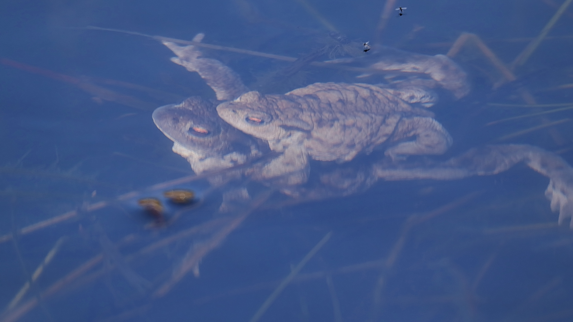 Unter der Wasseroberfläche