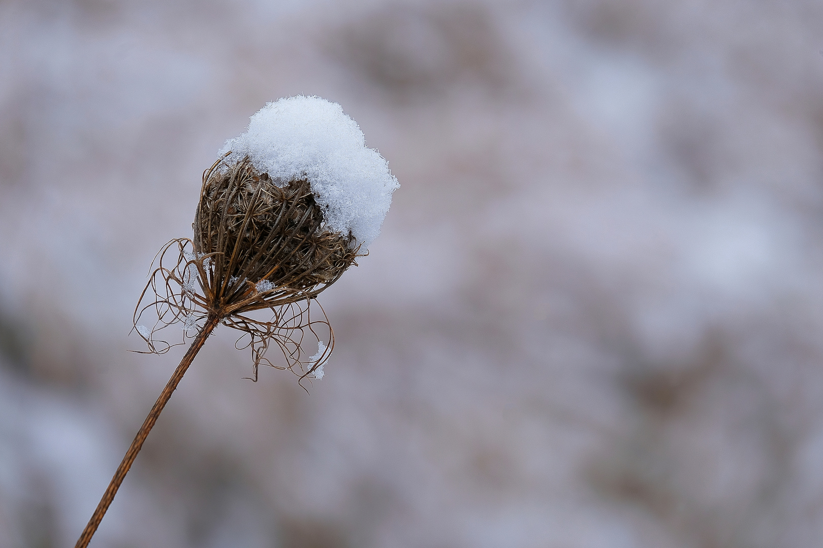 Unter der Winter-Haube