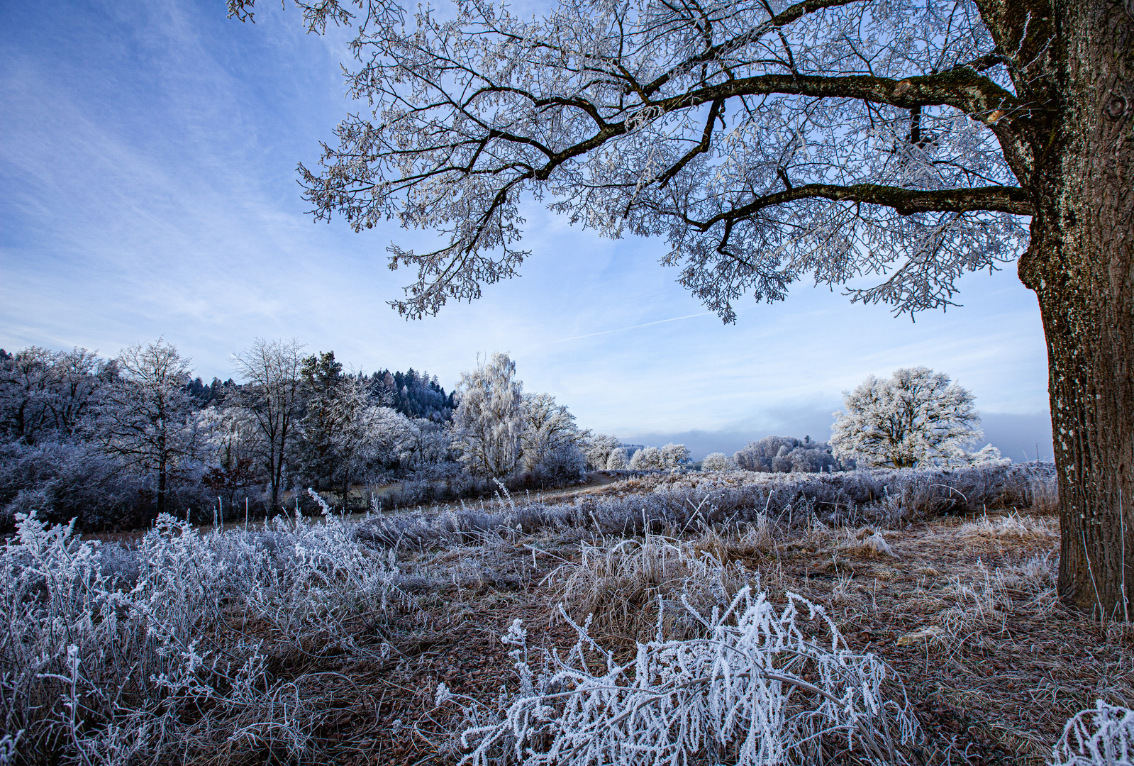 Unter der winterlichen Linde