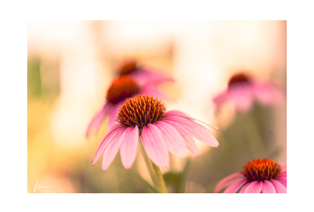 unter die Blumen gegangen