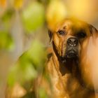 unter die herbstlich bunte Trauerweide gesetzt