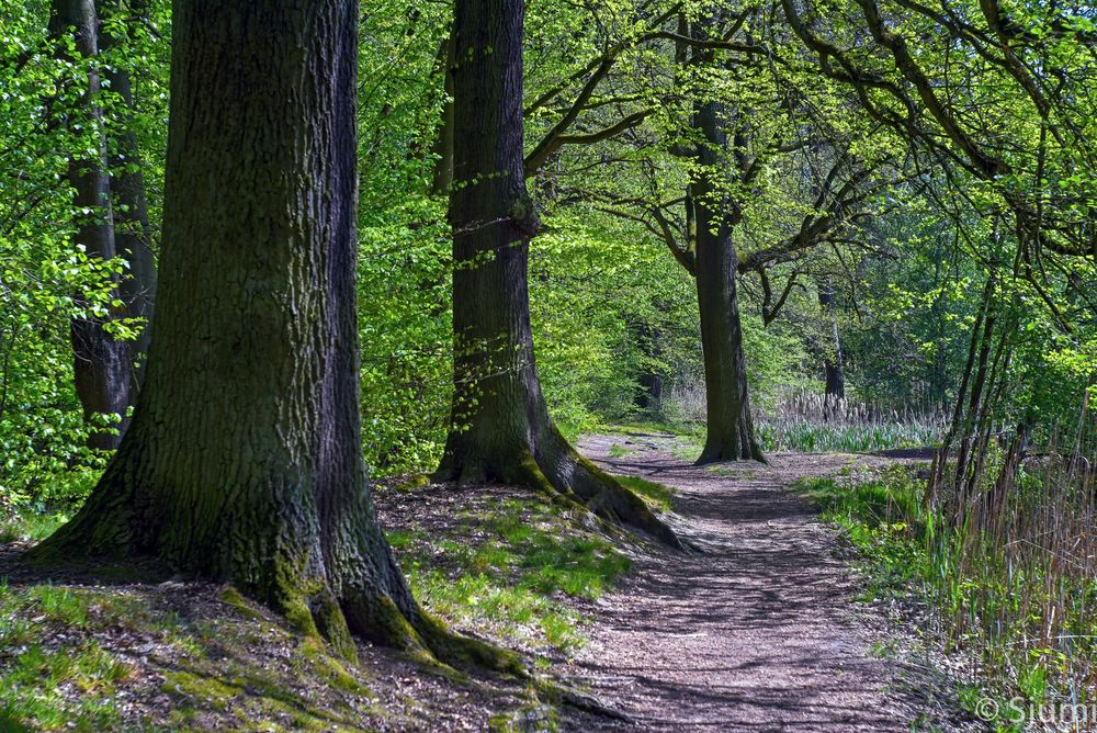 Unter Eichen Foto & Bild | wald, frühling, natur Bilder auf fotocommunity