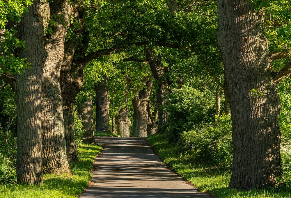 Unter Eichen Foto & Bild | spezial, bäume, baum Bilder auf fotocommunity