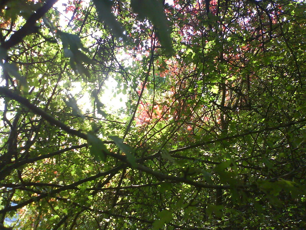 Unter einem Baum