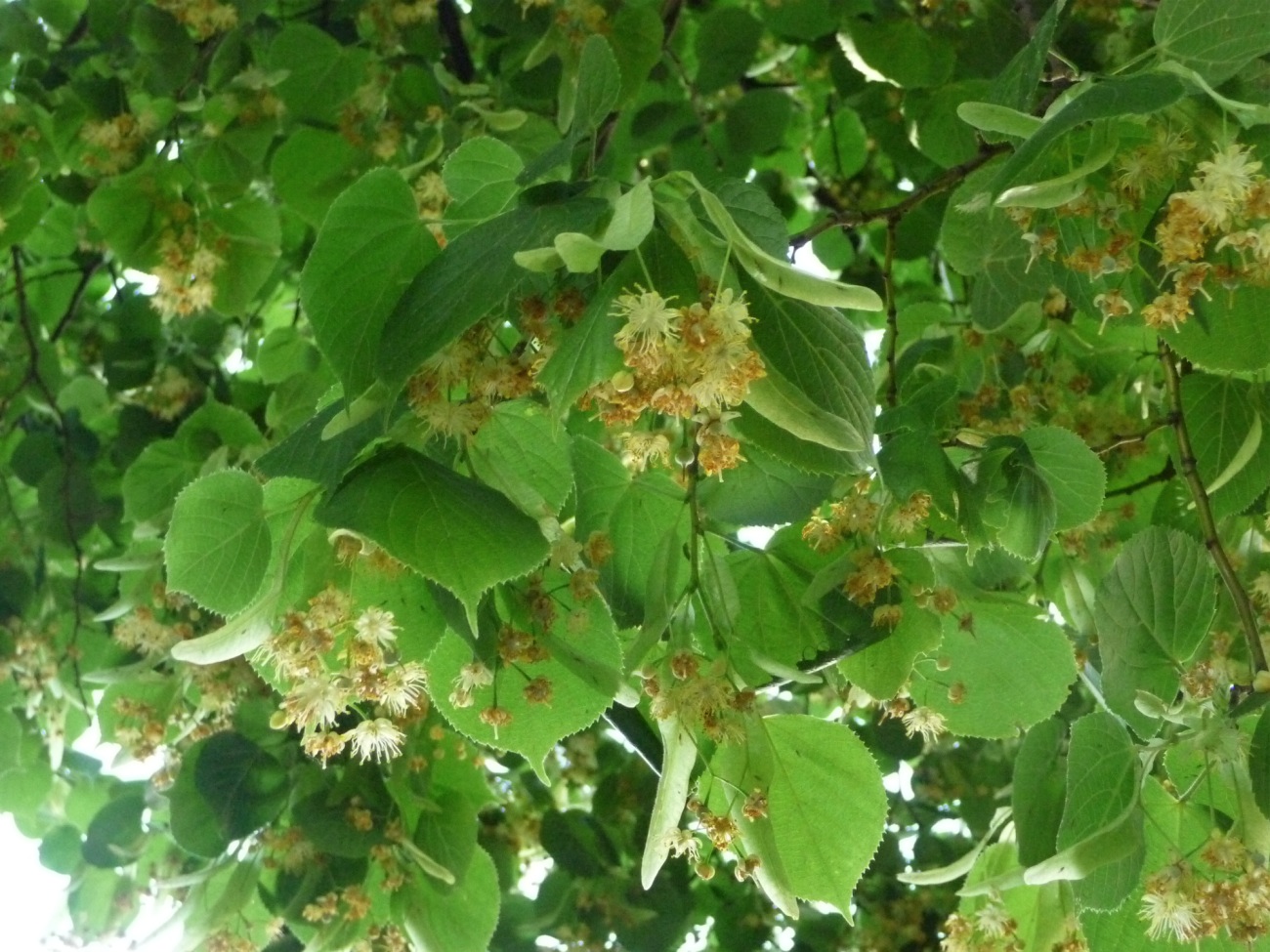 Unter einem Dach von Lindenblüten