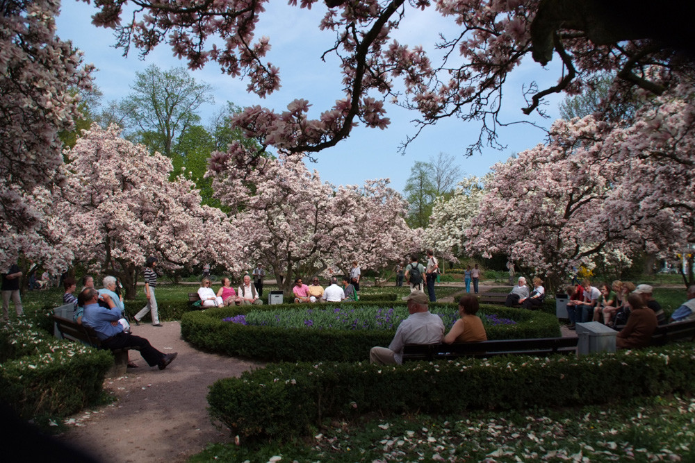 Unter einem Magnolienhimmel