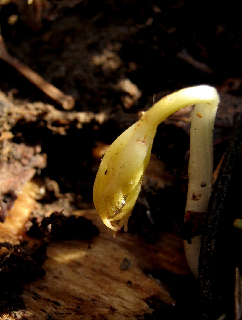 Unter einem  morschen Holzscheit im Wald regt sich schon ein kleiner Keimling