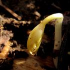 Unter einem  morschen Holzscheit im Wald regt sich schon ein kleiner Keimling