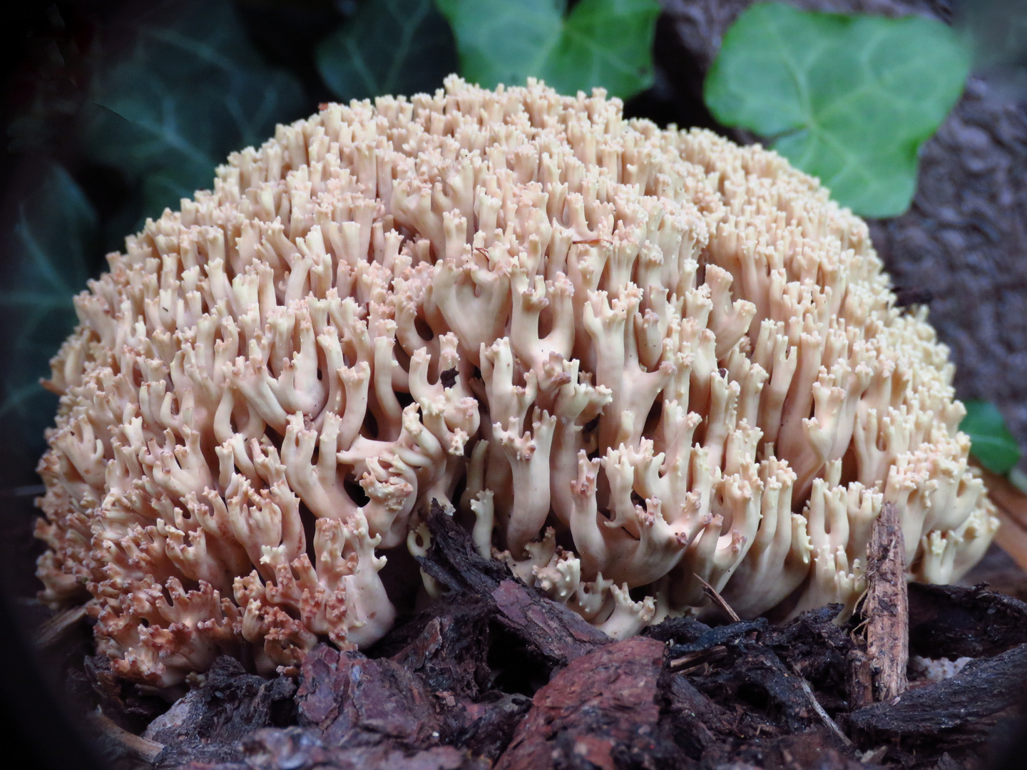 Unter einer Bank wächst dieser Korallenpilz