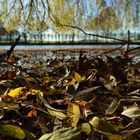 unter einer Trauerweider am Teich