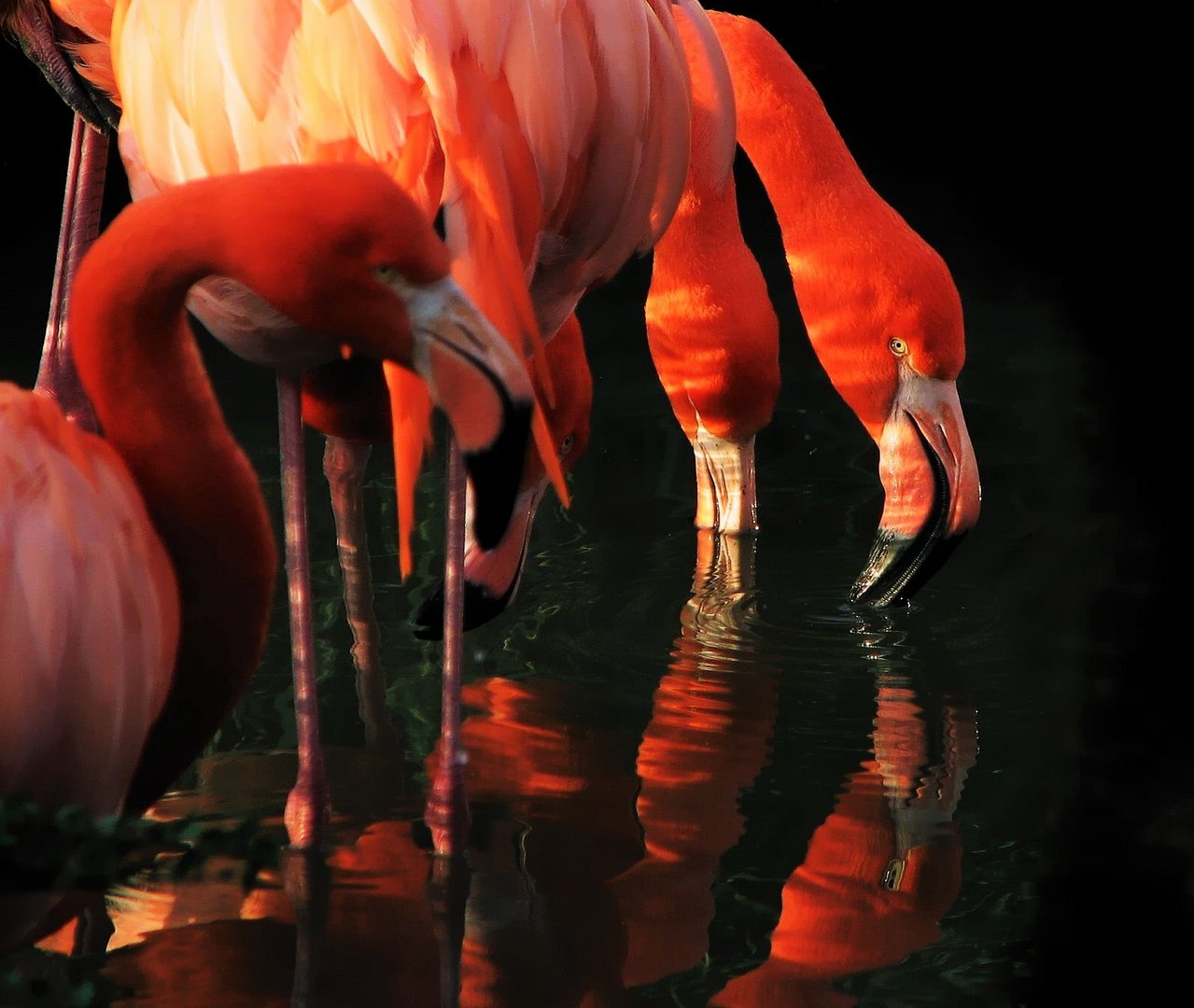 Unter Flamingos