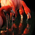 Unter Flamingos