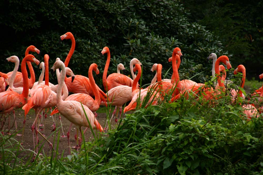 Unter Flamingos