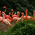 Unter Flamingos