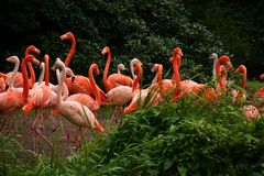 Unter Flamingos