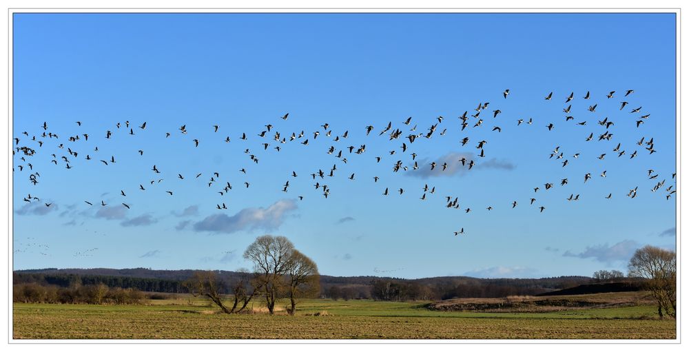 Unter Gänsen II