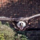 Unter Geiern flugshow vogelpark walsrode