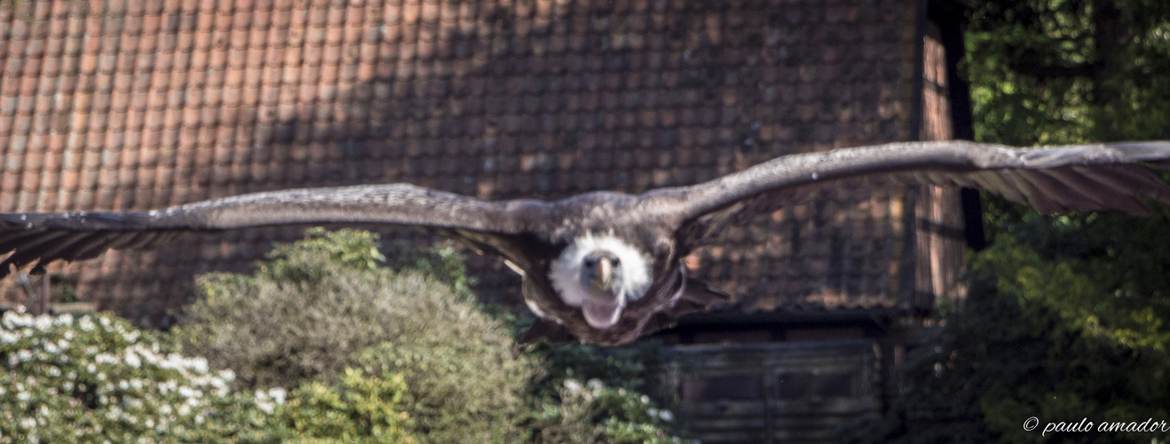 Unter Geiern flugshow vogelpark walsrode