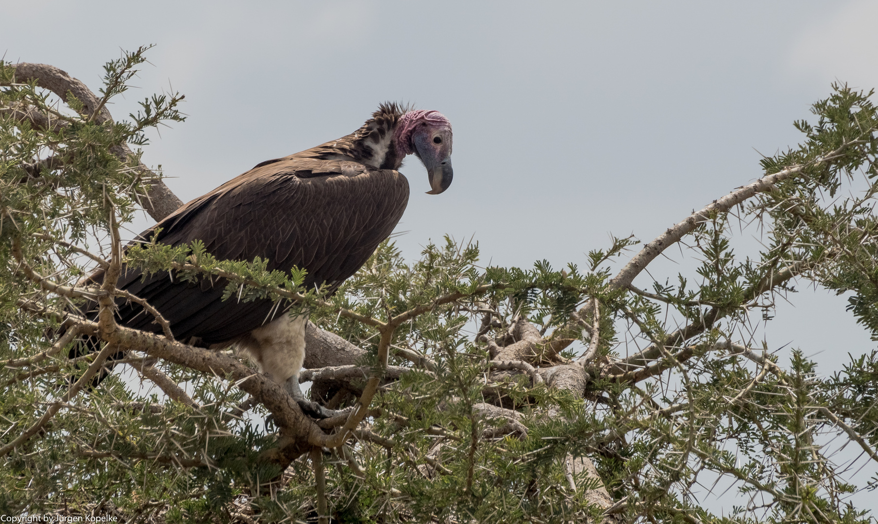 "Unter Geiern" in der Serengeti