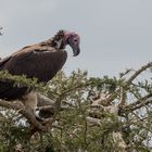 "Unter Geiern" in der Serengeti