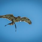 Unter Geiern - Königsbussard