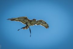 Unter Geiern - Königsbussard