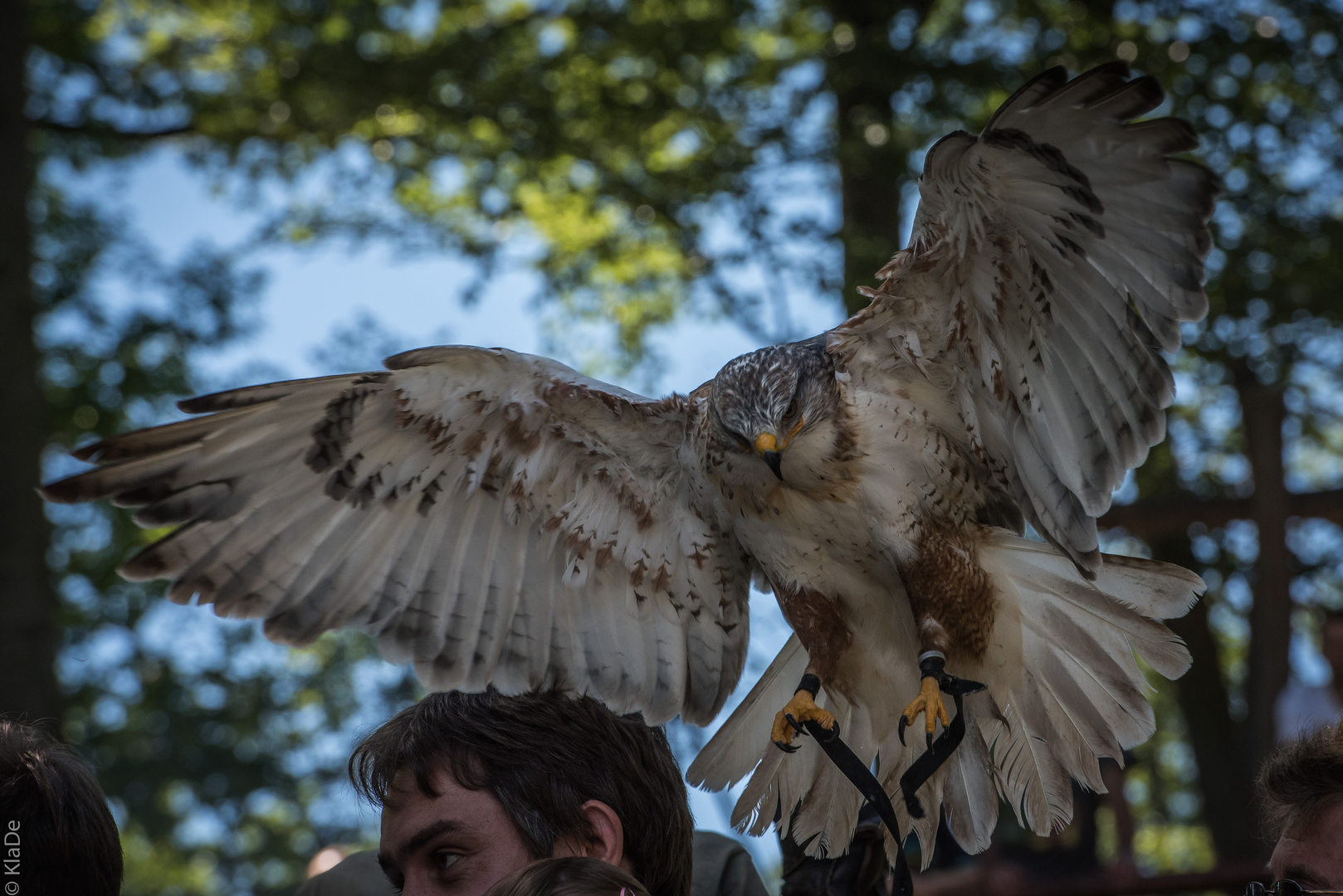 Unter Geiern - Königsbussard