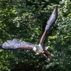 Unter Geiern - Schreiseeadler