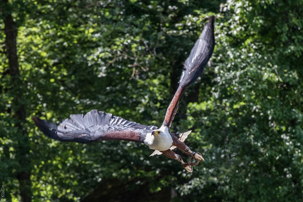 Unter Geiern - Schreiseeadler