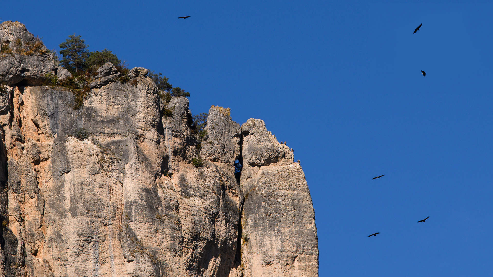 Unter Geiern - Sous les vautours