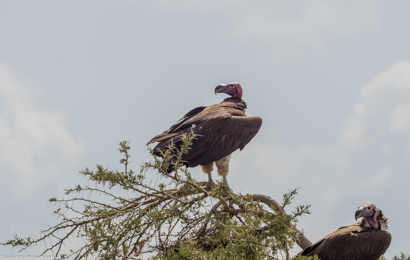 Unter Geiern Teil 2 in der Serengeti