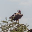 Unter Geiern Teil 2 in der Serengeti