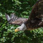 Unter Geiern - Weisskopf-Seeadler 