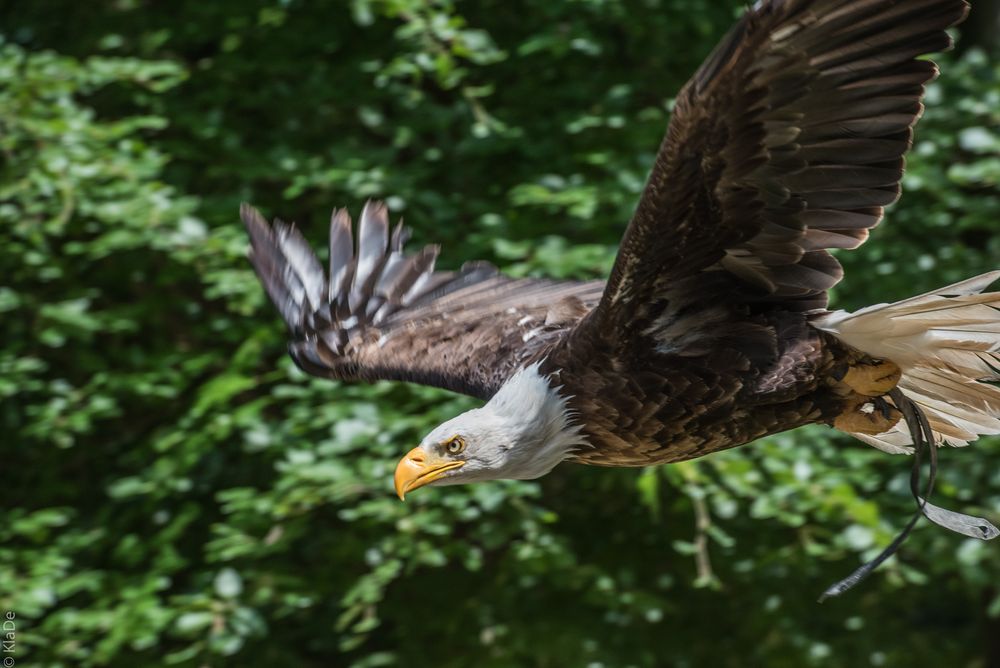 Unter Geiern - Weisskopf-Seeadler 