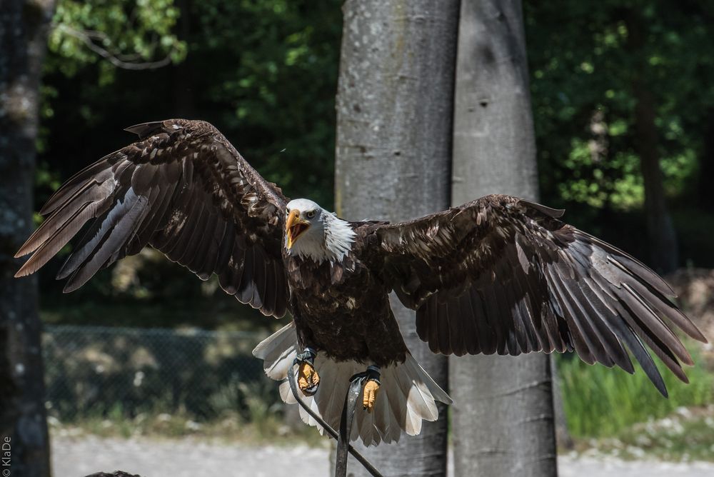 Unter Geiern - Weisskopf-Seeadler