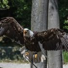 Unter Geiern - Weisskopf-Seeadler