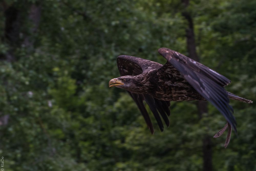 Unter Geiern - Weisskopf-Seeadler - Jungtier