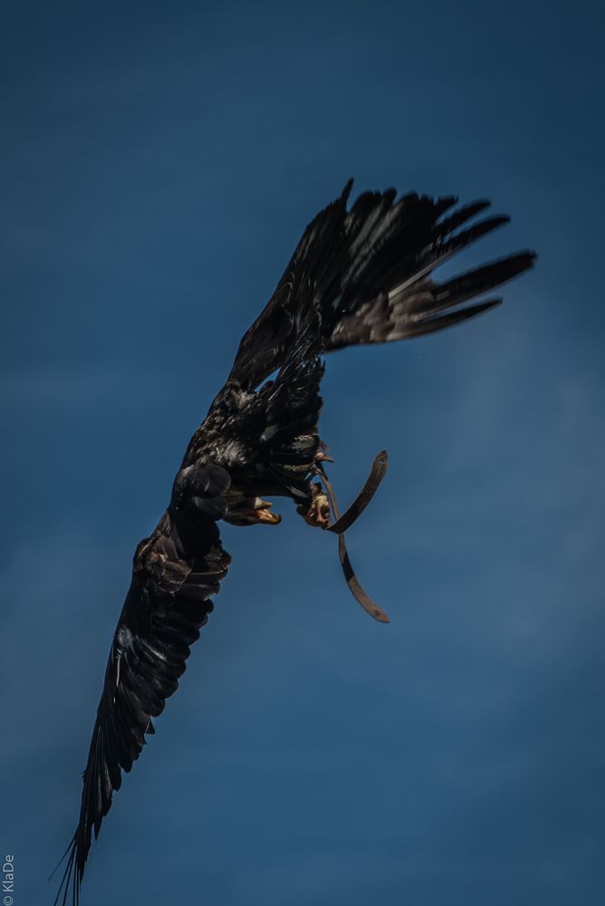 Unter Geiern - Weisskopf-Seeadler - Luftkampf