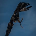 Unter Geiern - Weisskopf-Seeadler - Luftkampf