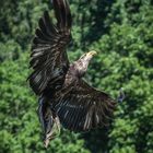 Unter Geiern - Weisskopf-Seeadler - Luftkampf